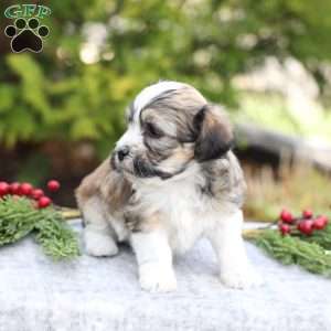 Macy, Havachon Puppy